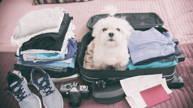 dog in a suitcase