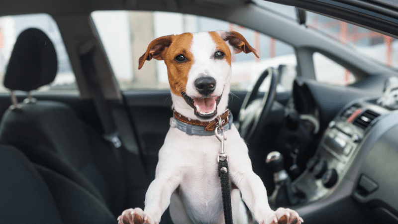 dog perched on a car window, ready to give you some 