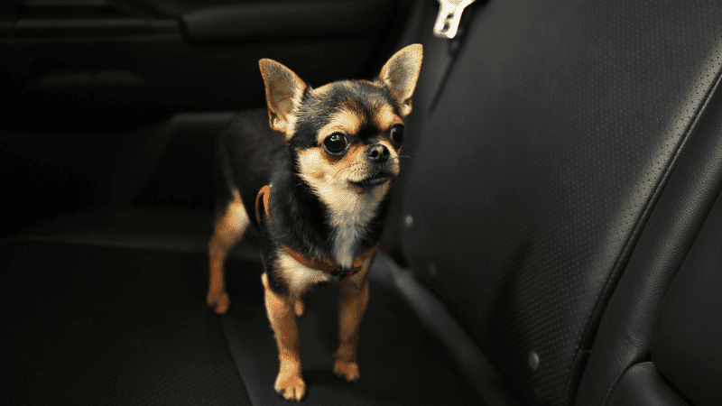 dog in car harness