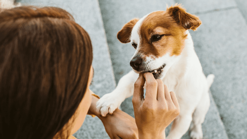 woman feeding a dog road trip tips