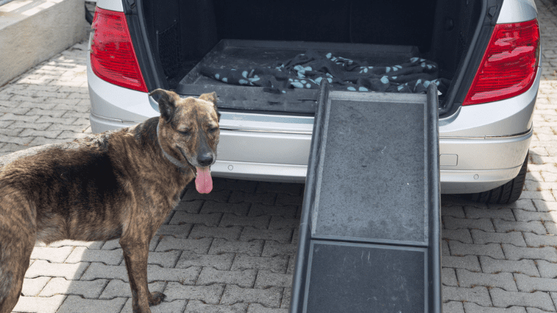 road trip with dog with pet ramp