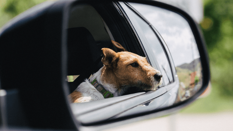 dog sticking his face out of a car window