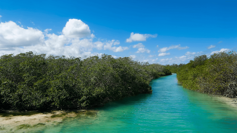 wetlands in Sian Ka'an Biosphere reserve