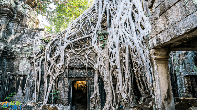 Root-covered ruins of Ta Prom temple near Siem Reap, Cambodia