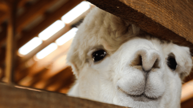 alpaca poking his nose through slatted wood door