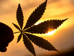 sun silhouettes a hand holding a marijuana leaf