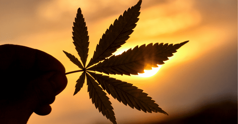 sun silhouettes a hand holding a marijuana leaf