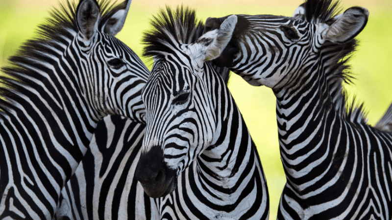 group of zebras