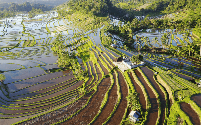 rice paddies seen from above on a helicopter tour, one of the luxury experiences in Bali that we recommend.