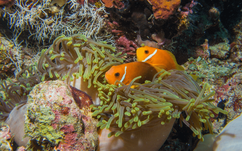 clownfish