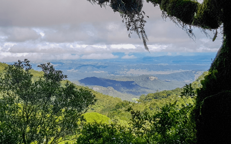 Lamington National Park in Gondwana Rainforest, QLD