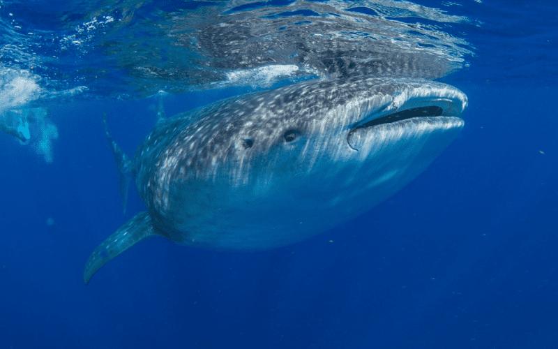 whale shark