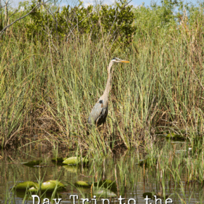 Heron amid the grass. Text overlay says "Day trip to the Everglades"