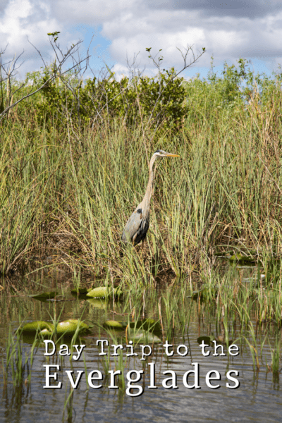 Heron amid the grass. Text overlay says "Day trip to the Everglades"