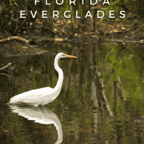 White egret in the water, surrounded by grass. Text overlay says "Day trip to the Florida Everglades"
