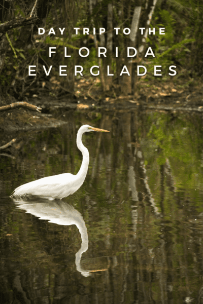 White egret in the water, surrounded by grass. Text overlay says "Day trip to the Florida Everglades"