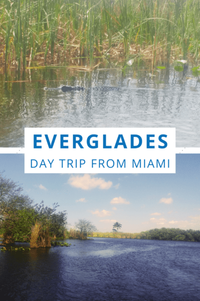 Top: Alligator in the water Bottom: Mangroves in the water of the Florida Everglades. Text overlay says "Everglades day trip from Miami"