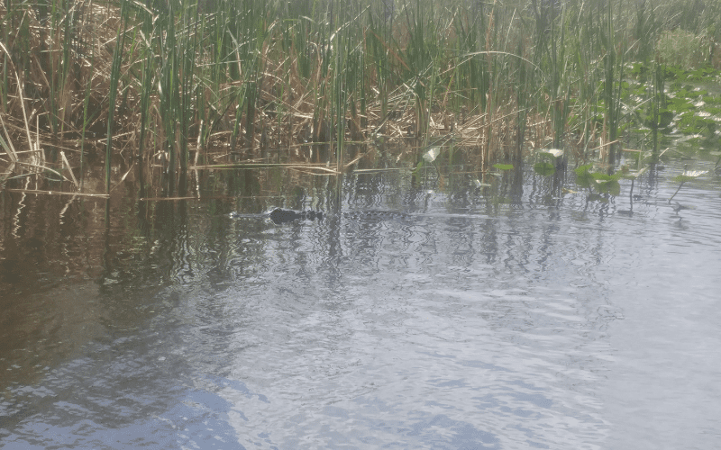 Head of a Florida Alligator peeking out of the water