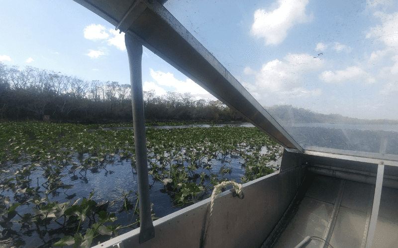 View through the window of an airboat in the Everglades