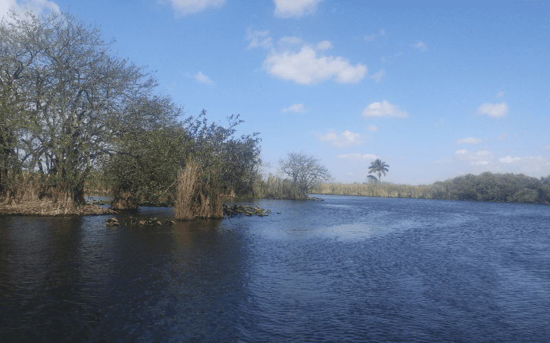 river in the everglades