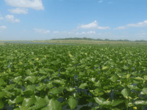 Vast expanse of the Florida Everglades