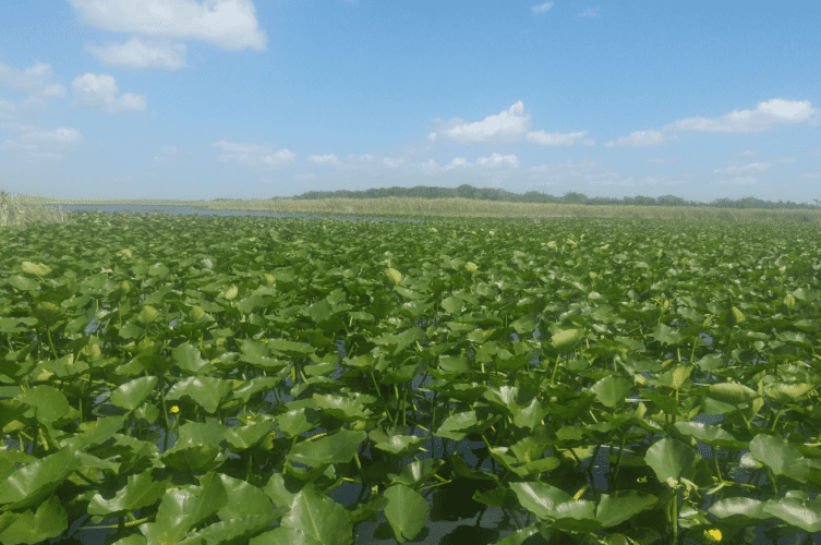 Vast expanse of the Florida Everglades