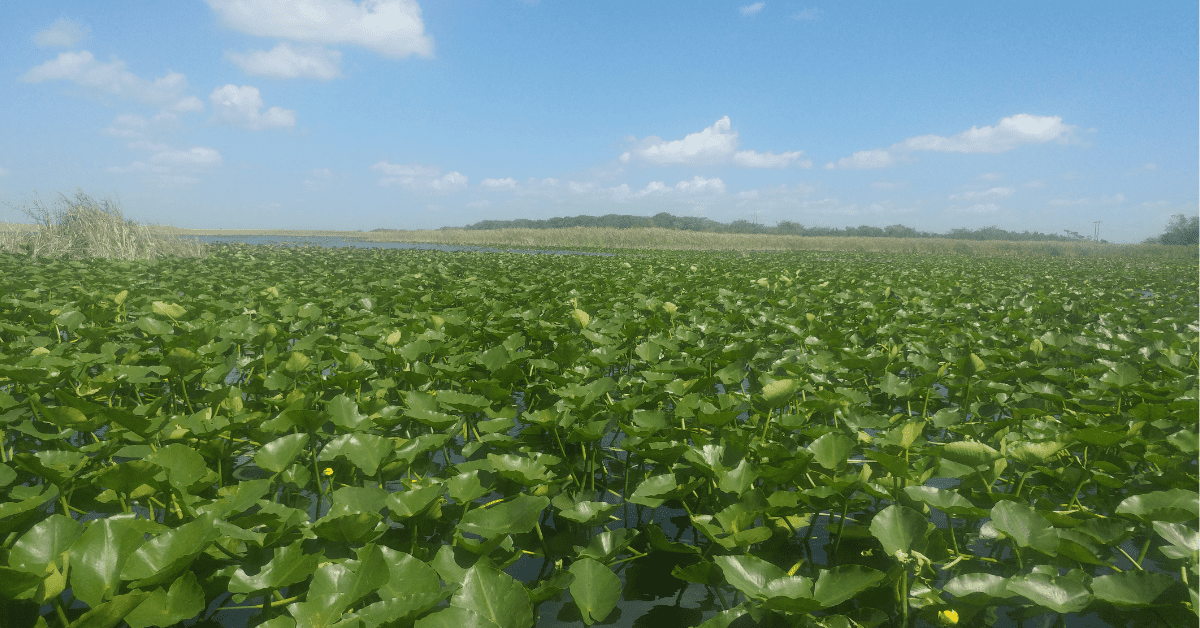 Vast expanse of the Florida Everglades