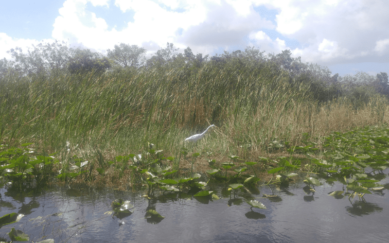 white egret in the Florida Everglades
