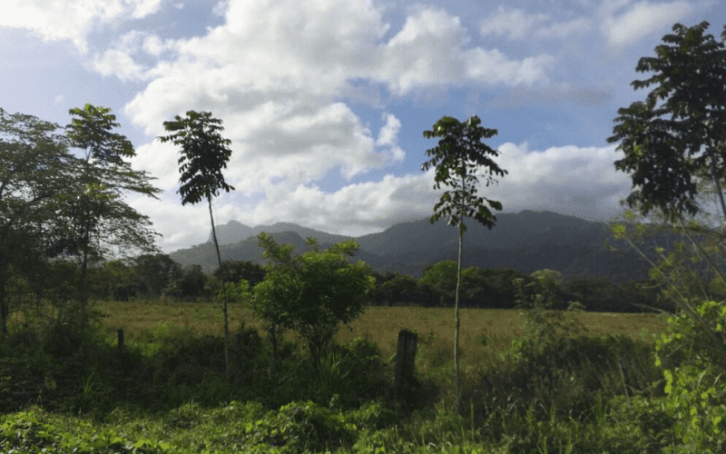 Vista of mountains in Panama with 2 trees in foreground