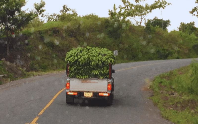 Truck carrying bananas