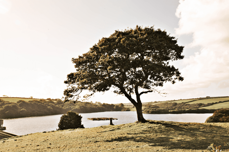Tree along Llys y Fran lake