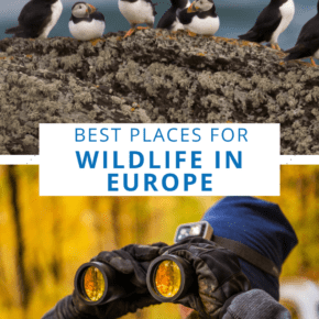 Top: Puffins standing on a rock. Bottom: Man using binoculars.. Text overlay says "Best places for wildlife in Europe"