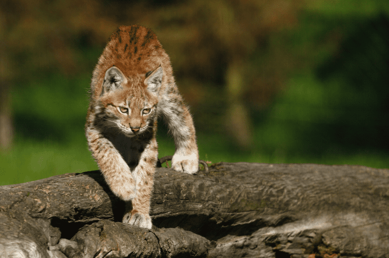 european lynx