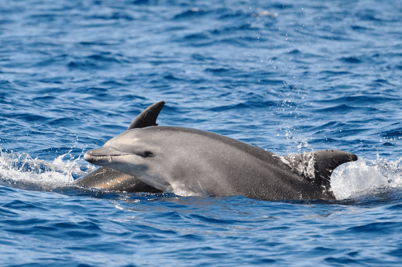 bottlenose dolphin