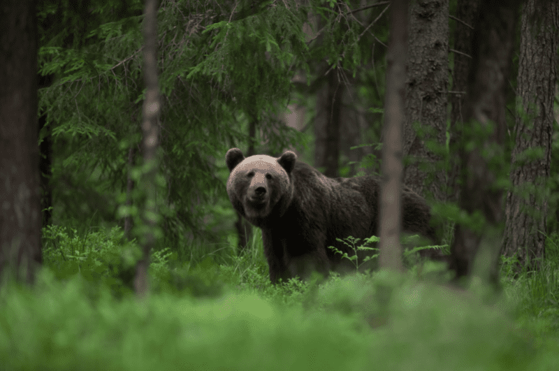 brown bear