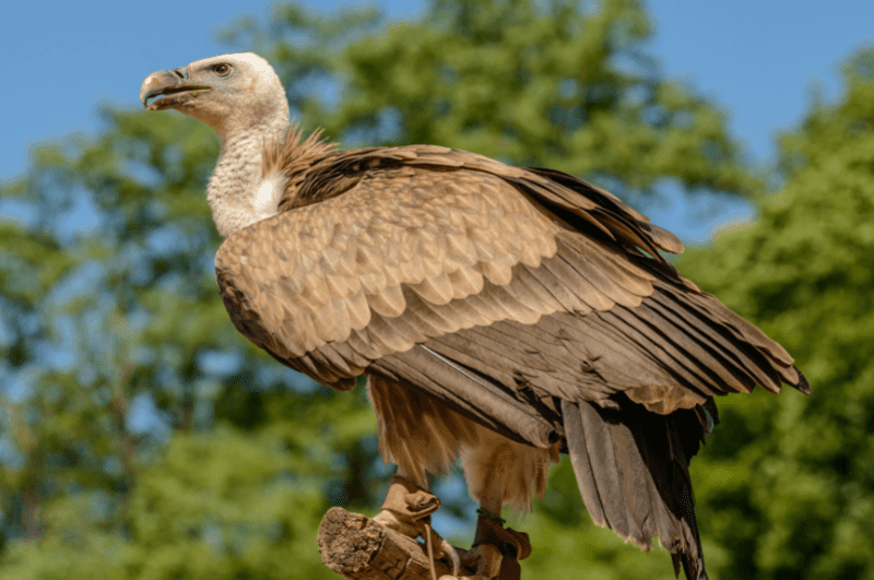 griffon vulture