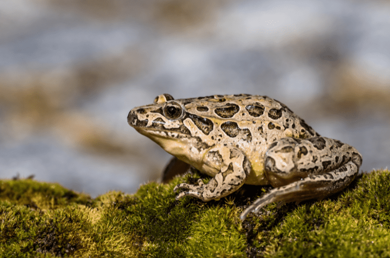 an Iberian painted frog