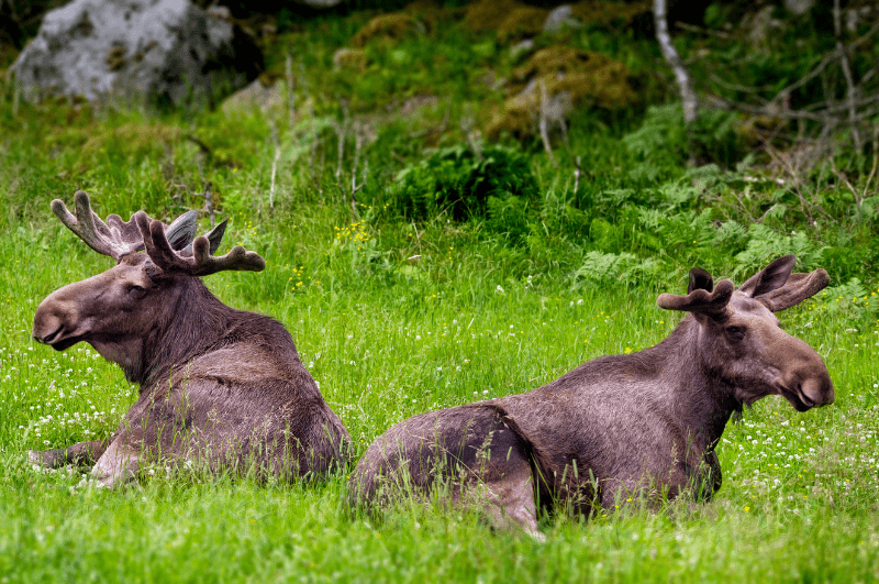 two moose in Sweden
