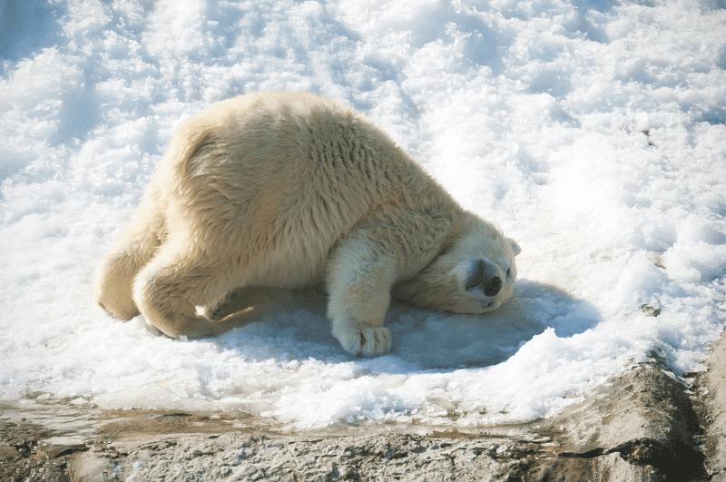 polar bear