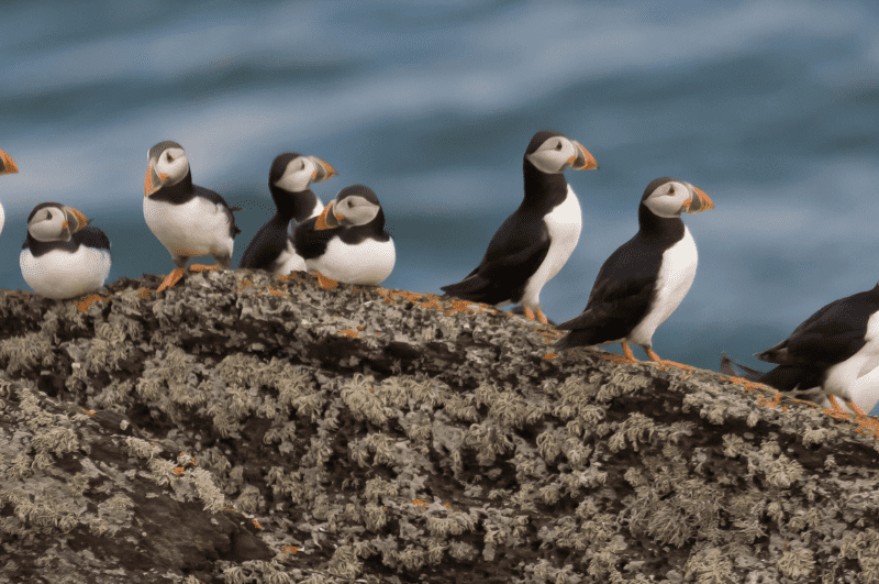 a group of puffins