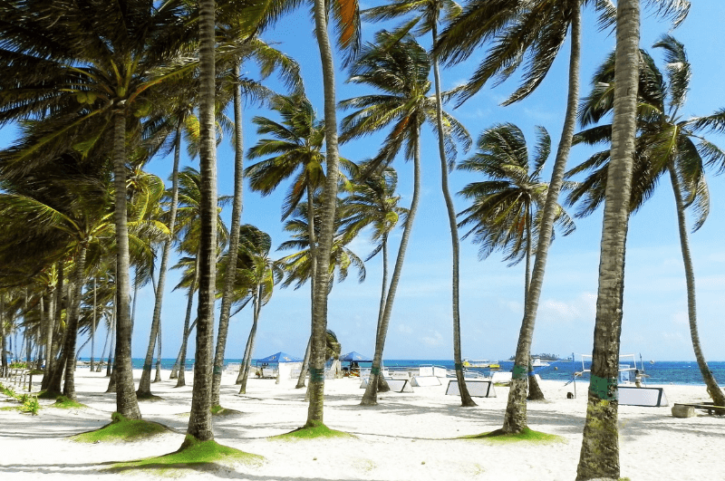 palm trees on a beach