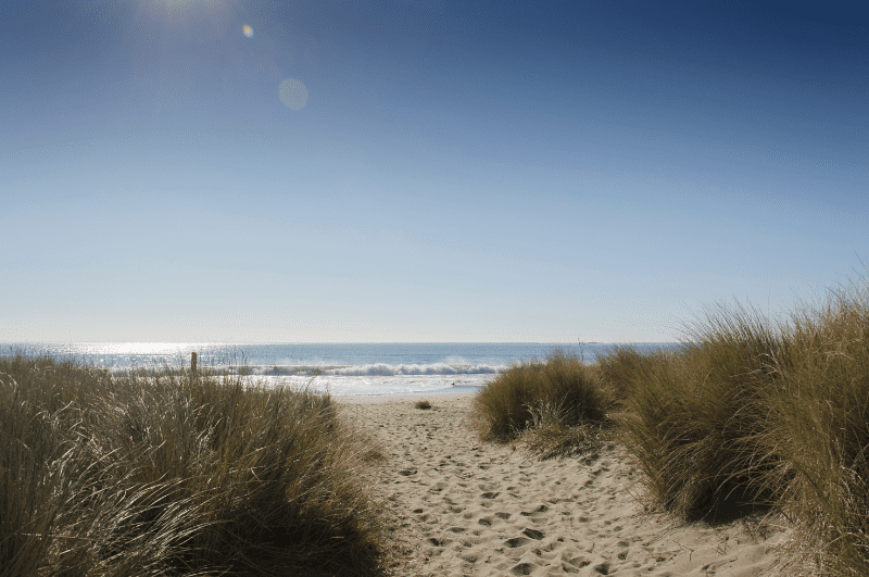 Sand leading between vegetation on Doran Beach, one of the best Sonoma County Beaches in California.