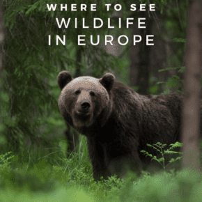 Brown bear looking at the camera. Text overlay says "where to see wildlife in Europe"