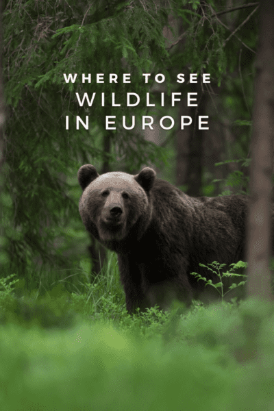 Brown bear looking at the camera. Text overlay says "where to see wildlife in Europe"