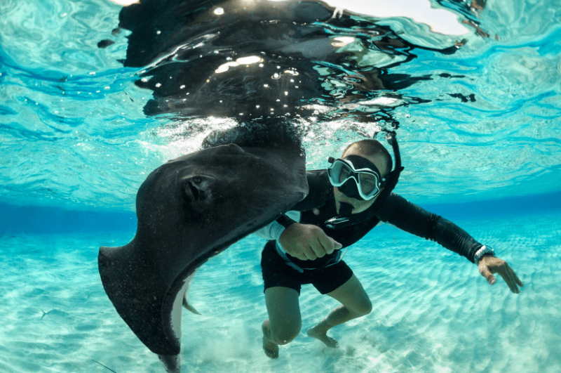 person wearing snorkel gear and looking at a stingray.