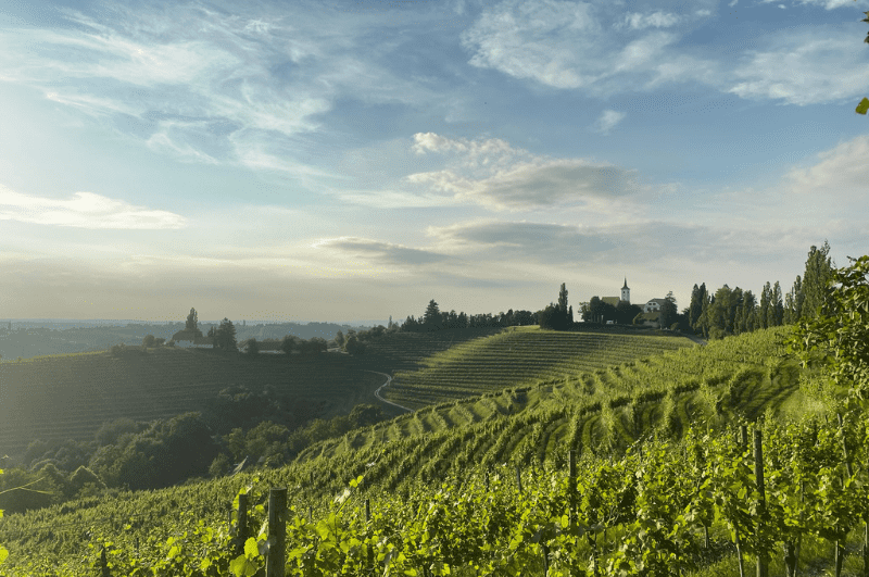 sicilian vineyard with mountains in the background