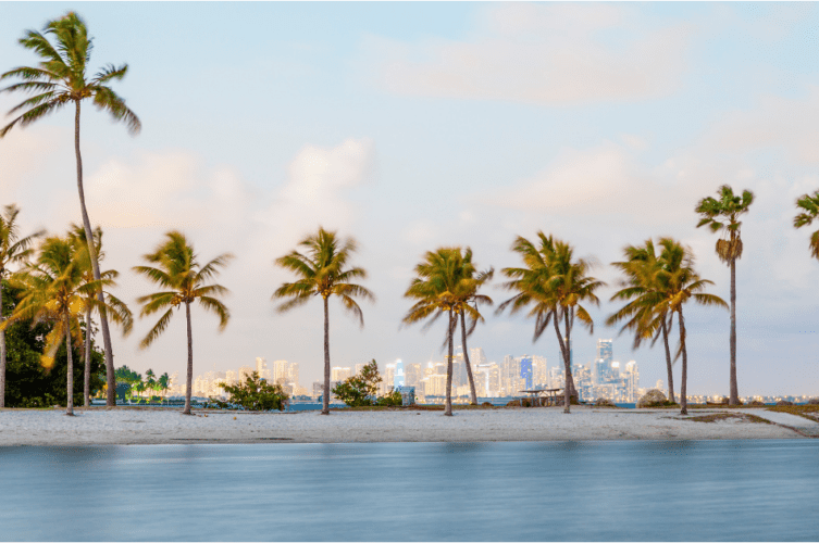 Palm trees line the water with warm winter destination in the background