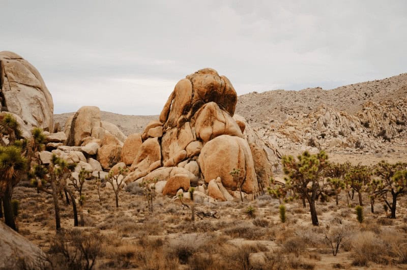 Rocks and Joshua Trees in Joshua Tree National Park