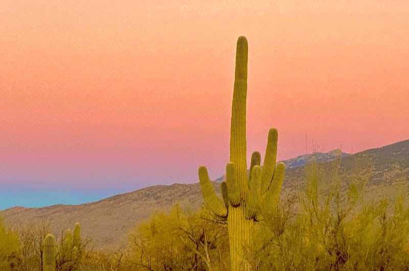 Saguaro cactus in front of a red sky at sunset