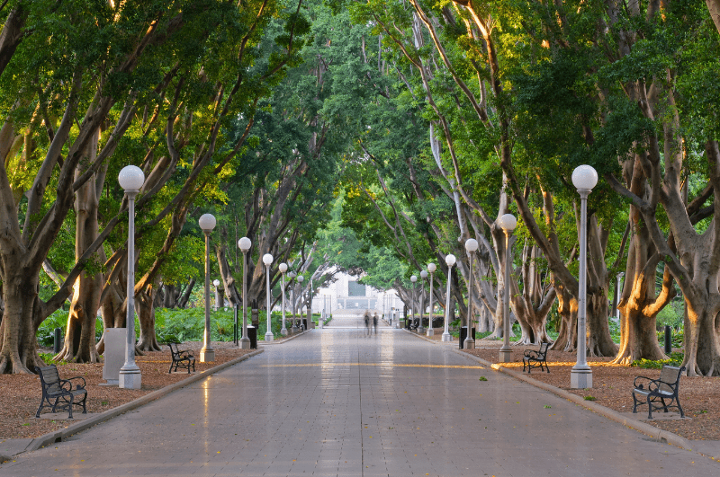 Hyde Park sidewalk lined with trees and lights